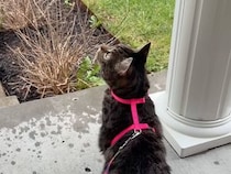 お散歩に行く気満々だったのに…「空から水が降ってきた？」お外を見てしょんぼりする猫さん