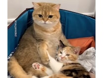 飼い主さんのこと覚えてる？2週間のお留守番後に見せた猫さんたちの反応
