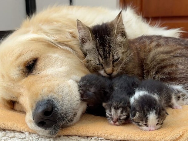 「この子たちもよろしくね」子猫を犬さんに紹介したら、あっという間に仲良しに