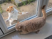 外の猫さんは必死、中の猫さんは余裕？ ガラス扉を挟んだ小競り合い