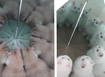もふもふがいっぱい！ 猫の前に鏡を置いてみたらすごい事になった