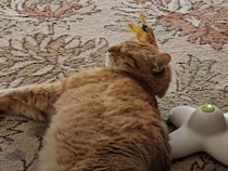 猫さんの「お気に入りのおもちゃ」らしいけど… ちょっと変わった遊び方！