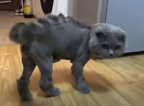ネコザウルス？ 独特なサマーカットをされちゃった猫さん