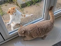 外の猫さんは必死、中の猫さんは余裕？ ガラス扉を挟んだ小競り合い