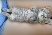幸せな夢をみていそう♪ 膝の上で眠る子猫