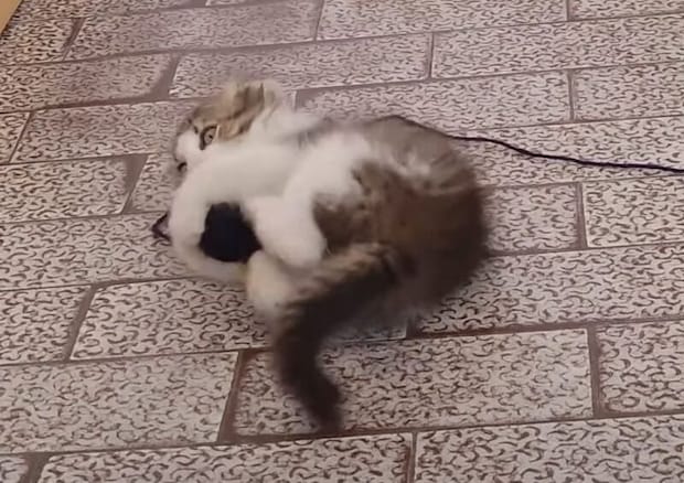 毛糸玉にじゃれるコロコロ子猫がかわいい!