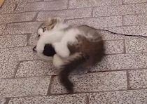 毛糸玉にじゃれるコロコロ子猫がかわいい！