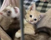 保護されてフェレットと暮らす子猫、自分のこともフェレットだと思ってる!?