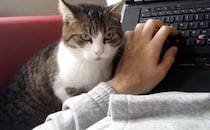 「そろぉり〜、そろり」そっと隣に来てパソコン操作を終了させようとする猫さん