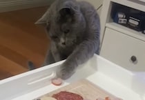 1つだけちょうだい！猫がソーセージを狙うけれど…