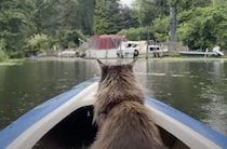 カヤックに乗ってゴミ拾い！背中がかっこいい猫さん