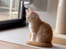 「ニャルソックもしたい、でも眠い…」窓の外が気になる子猫さん、強烈な睡魔には勝てなかった