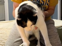 飼い主さんが「サメが来た」と呼ぶ猫さんの登場、その理由がかわいかった