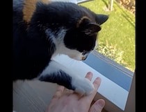 そっから先はニャルソックがまだ終わってないの！ 窓から手を出すと猫に止められちゃう