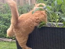 鳥さんを狙って「今だ！」と大ジャンプ。プランターにしがみつく茶トラ猫さんが可愛い