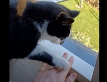 そっから先はニャルソックがまだ終わってないの！ 窓から手を出すと猫に止められちゃう