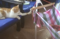 たくさん寝て早く大きくなってニャ♡ 子守をしてくれる猫