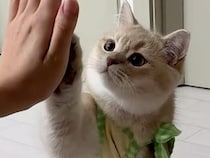 お座りからバーンまで完璧！飼い主さんと息ぴったりな芸達者猫さん