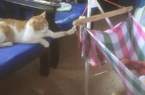 たくさん寝て早く大きくなってニャ♡ 子守をしてくれる猫