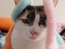これ、なーんだ？頭のモコモコにフリーズしちゃう三毛猫さん