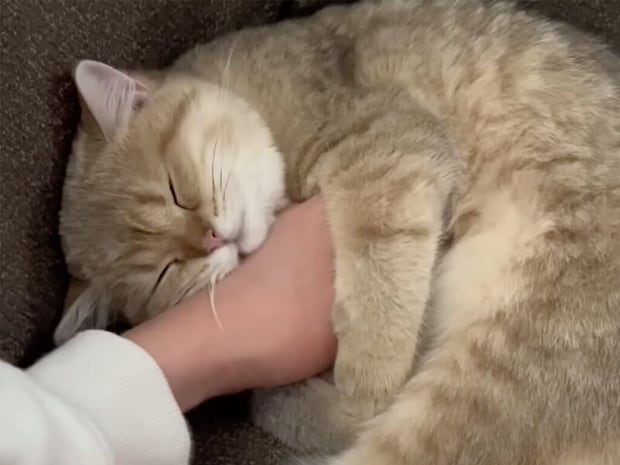 飼い主さんの腕が専用枕に。安心しきって眠る猫さんの甘えん坊タイム