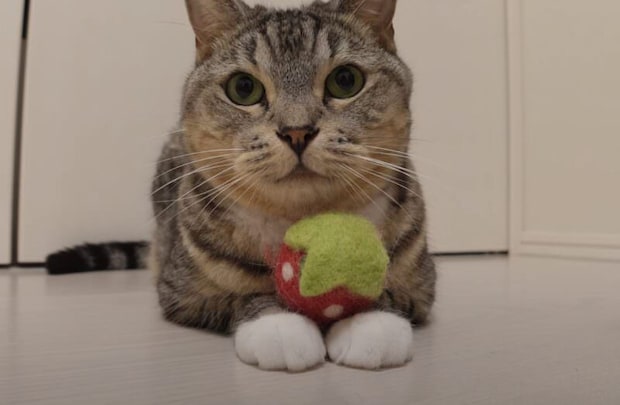大好きなおもちゃで幸せそう♡ お気に入りのおもちゃに夢中な猫さん。