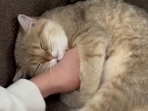 飼い主さんの腕が専用枕に。安心しきって眠る猫さんの甘えん坊タイム
