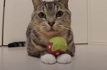 大好きなおもちゃで幸せそう♡ お気に入りのおもちゃに夢中な猫さん。