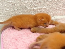「出遅れちゃった！」ミルクの場所取りに必死な子猫さんたち、お腹いっぱいになると順番に…