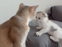 最初はドキドキ、気づけば仲間入り！ 先住猫さんたちになじんでいく保護子猫さん