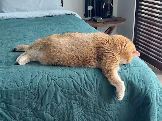 ベッドの端っこでうつ伏せ寝する猫さん、その体勢で熟睡できるんだ?