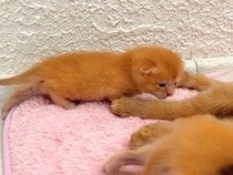「出遅れちゃった！」ミルクの場所取りに必死な子猫さんたち、お腹いっぱいになると順番に…