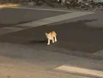 「見つけてくれたの？」道路脇の野良子猫さんが女性の足元へトコトコ