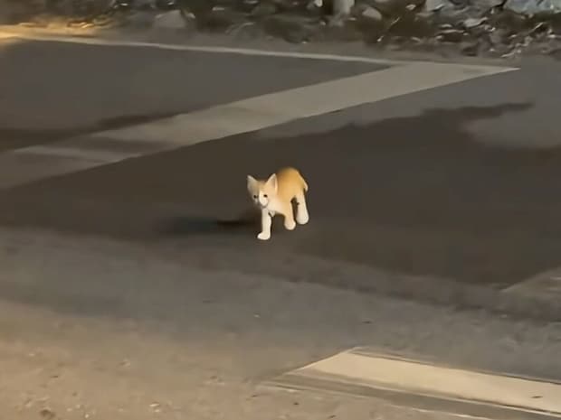 「見つけてくれたの?」道路脇の野良子猫さんが女性の足元へトコトコ