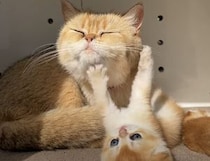 ママに肉球を押し当てて、むぎゅ〜！ 子猫のすることだから、我慢だよ！