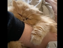 元保護猫が心を開いてくれた♡ 飼い主の腕を抱き枕に
