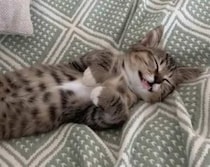 うふふ♡ 笑顔で寝ている子猫さん、なんの夢を見ているかな？