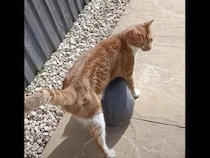 「歩きにくいニャ」猫の足元になにかいる！