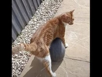 「歩きにくいニャ」猫の足元になにかいる！