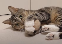 猫毛100%のボールが完成！ 夢中になって遊ぶ姿が可愛い♡