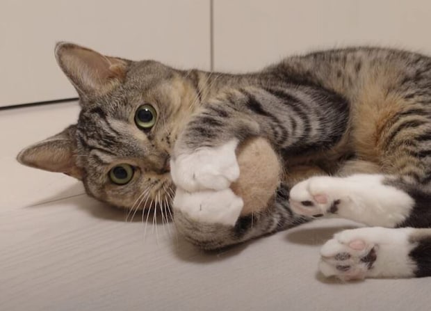 猫毛100%のボールが完成! 夢中になって遊ぶ姿が可愛い♡