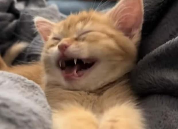 子猫「ナデナデしてーっ!」 催促の声が可愛すぎる。