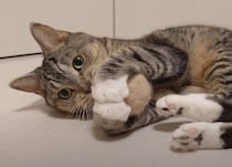 猫毛100%のボールが完成！ 夢中になって遊ぶ姿が可愛い♡