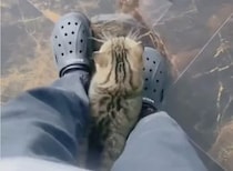 全然前に進めない！ 甘えん坊な猫が1歩ごとにスリスリ♡