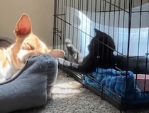 静かに寝かせてあげてー！ 熟睡する犬さんの耳に猫パンチ！