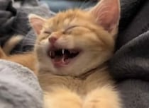 子猫「ナデナデしてーっ！」 催促の声が可愛すぎる。