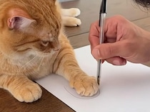 世界にひとつだけ！ 猫さんの抜け毛で作ったミニスリッパを作ってみた