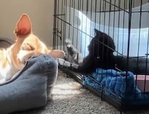 静かに寝かせてあげてー！ 熟睡する犬さんの耳に猫パンチ！