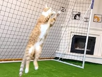 ワールドカップに出る準備は万端？ ゴールを守る猫さんがかっこいい