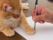 世界にひとつだけ！ 猫さんの抜け毛で作ったミニスリッパを作ってみた